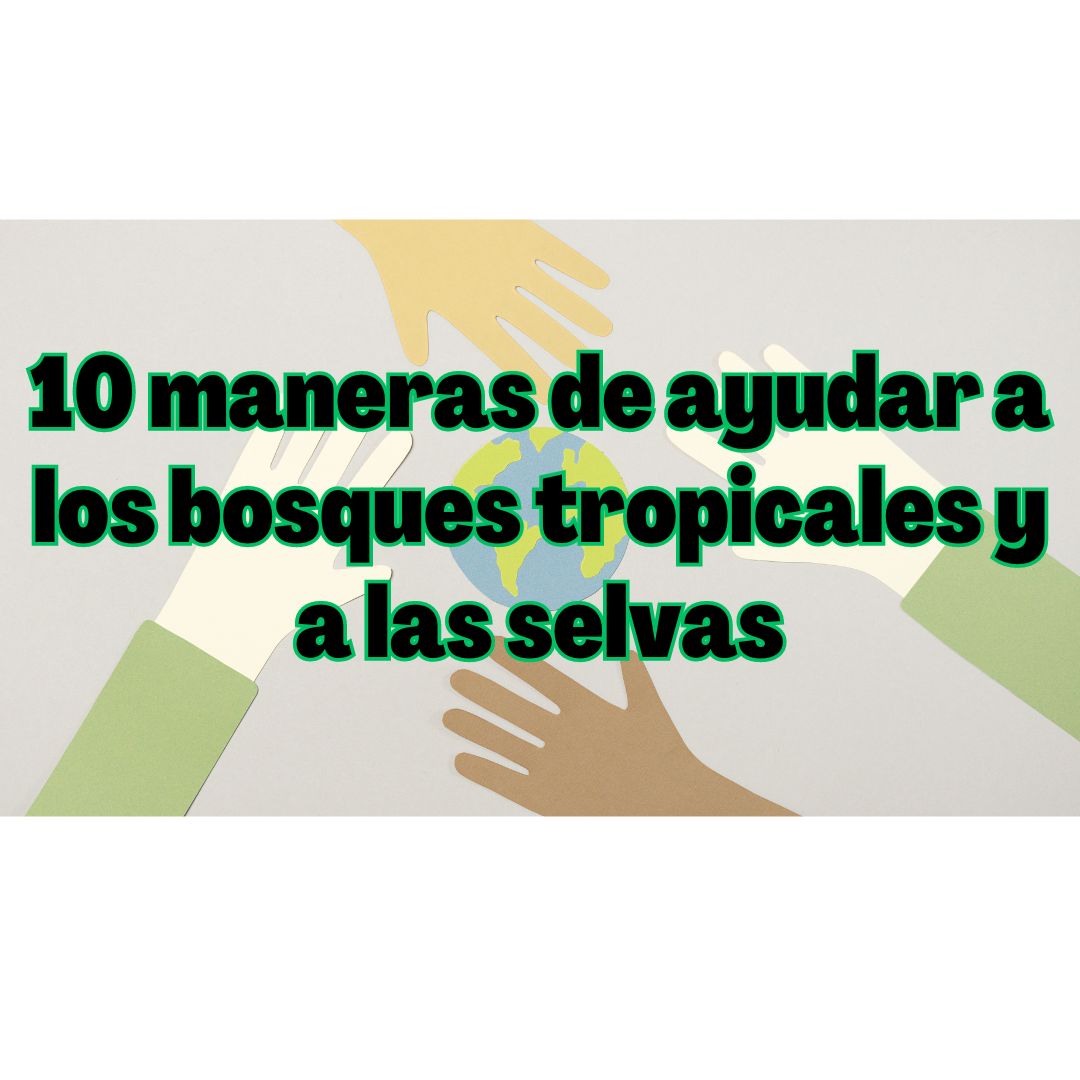 bosques tropicales